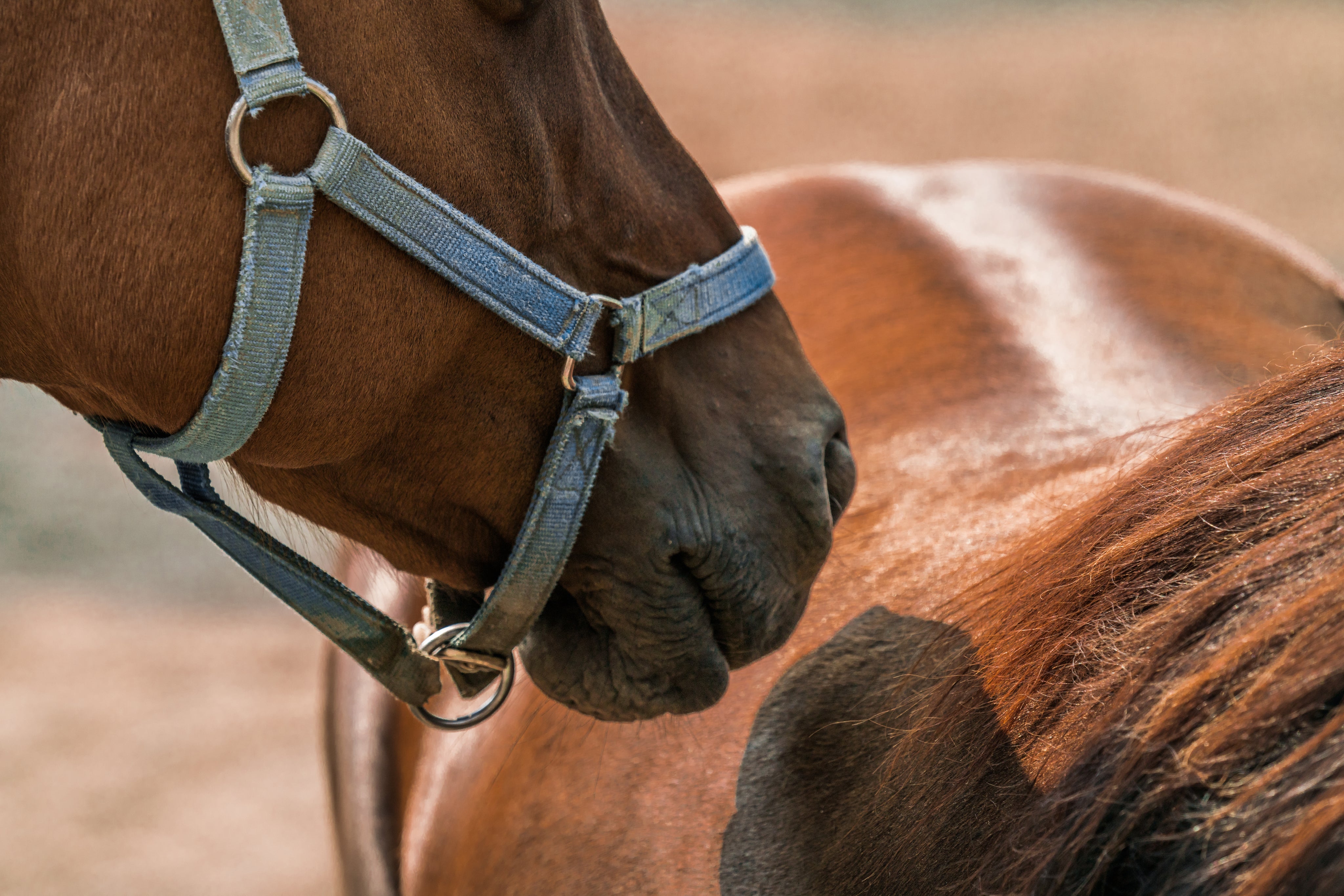 ACCESORIOS PARA CABALLO