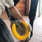 Farrier.mx