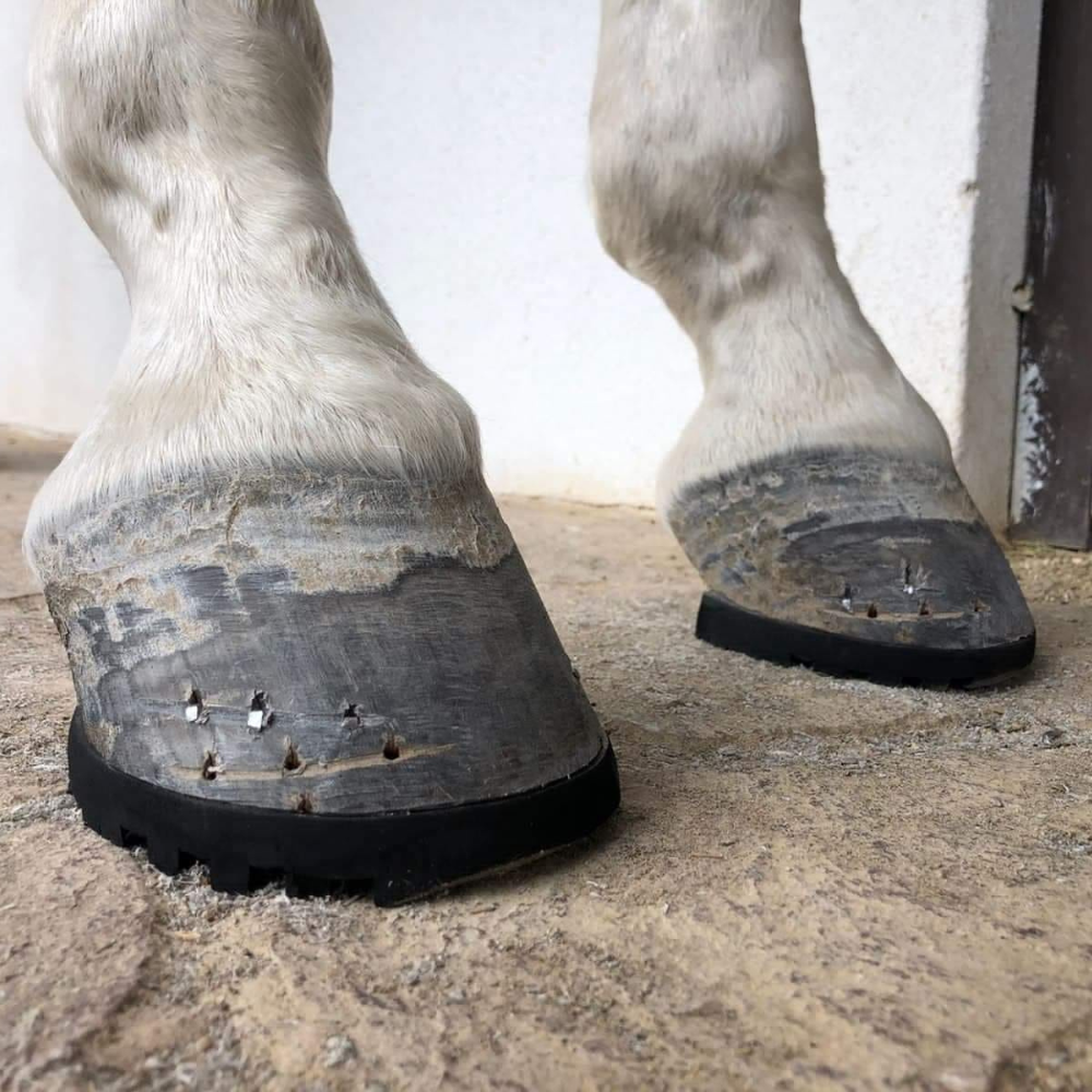 Farrier.mx