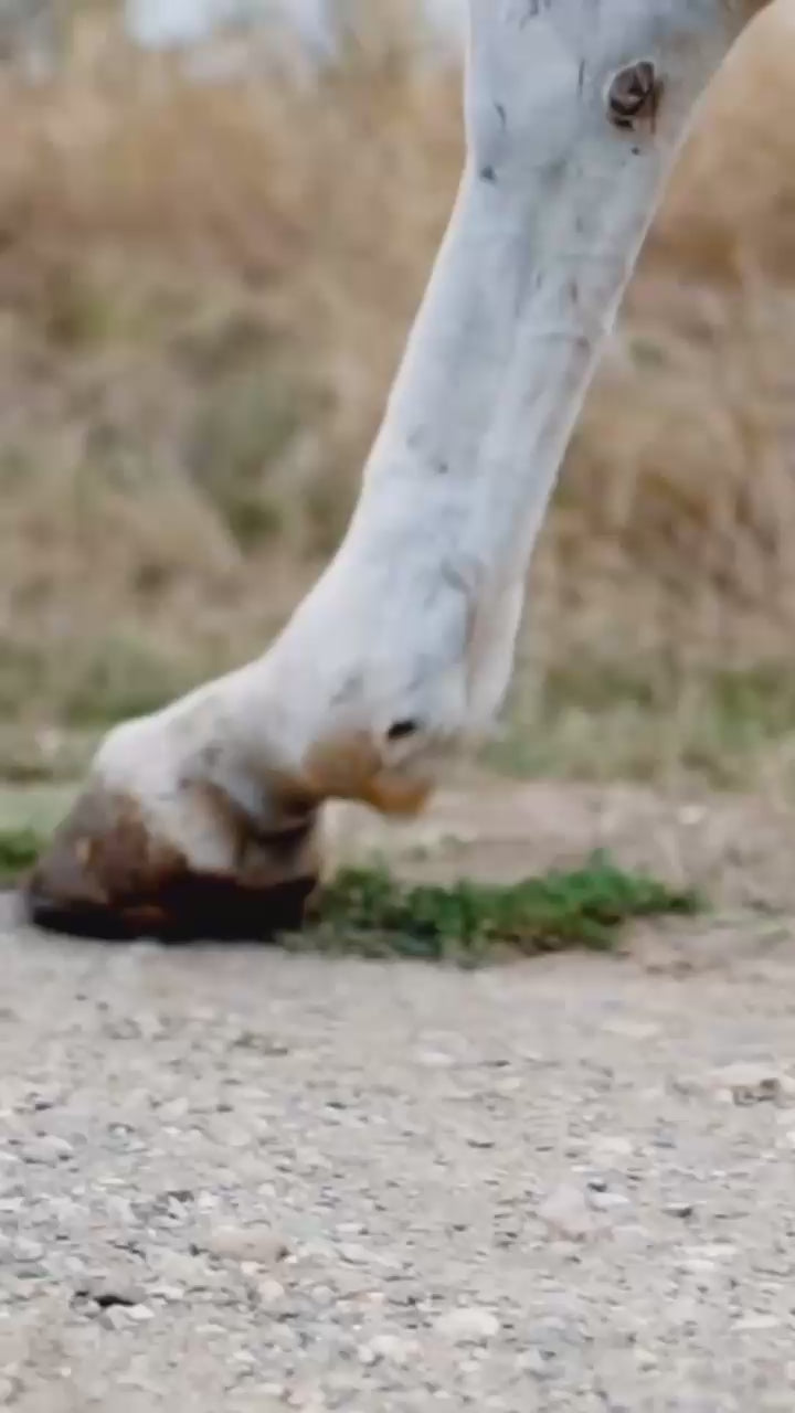 Farrier.mx