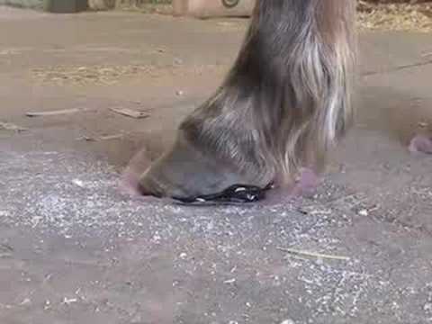 Farrier.mx
