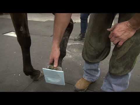 Farrier.mx