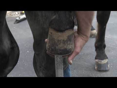 Farrier.mx
